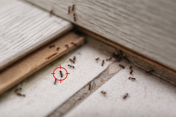 Best Flea Control Services  in Adel, IA